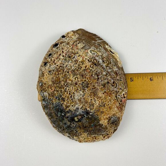 Abalone Shell 6”x5” Beautiful Display Piece Coastal Decor Trinket Dish Beach - Picture 11 of 12